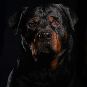 Роберт Арутюнян | Сетка — социальная сеть от hh.ru