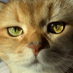 Андрей Небогин