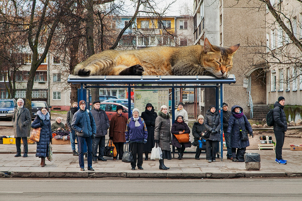 Наткнулся как-то на работы одного дизайнера по увеличению котов и так понравилась эта идея, что сделал свою серию работ)
Всем хорошего воскресенья 😸 | Сетка — социальная сеть от hh.ru