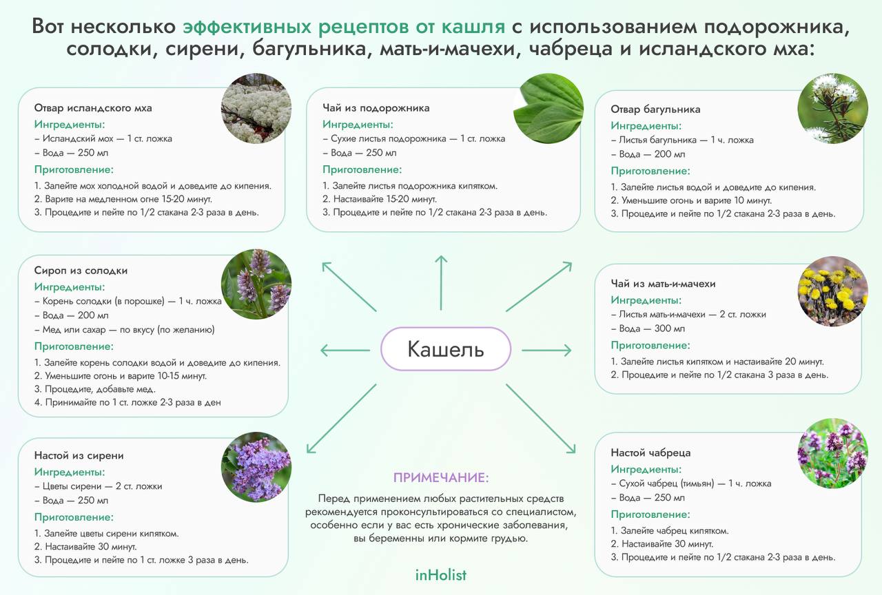 Эффективные рецепты от кашля с использованием подорожника, солодки, сирени, багульника, мать-и-мачехи, чабреца и исландского мха | Сетка — социальная сеть от hh.ru