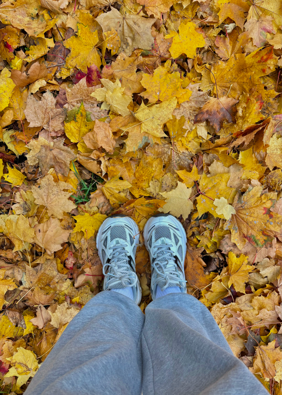 осень [🍁’🍂:🧡]
Моя старая картиночка превратилась в осенние стикеры!
В магазинах уже вижу украшения для нового года, а я не успела толком осенью полюбоваться :с
Считаю, эти стикеры отлично вписались в ... | Сетка — социальная сеть от hh.ru