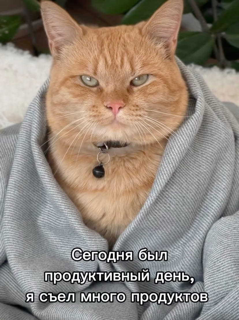 #отчёт за неделю с 211024 по 271024
Дошёл до того, что надо получать информацию о правах пользователя. Например когда он добавляет ещё одно наблюдение надо проверять "а можно добавлять ему ещё одно?" | Сетка — социальная сеть от hh.ru