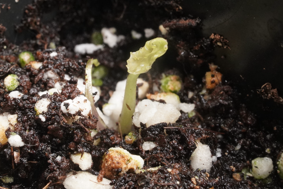 Ещё два взошли! | Сетка — социальная сеть от hh.ru