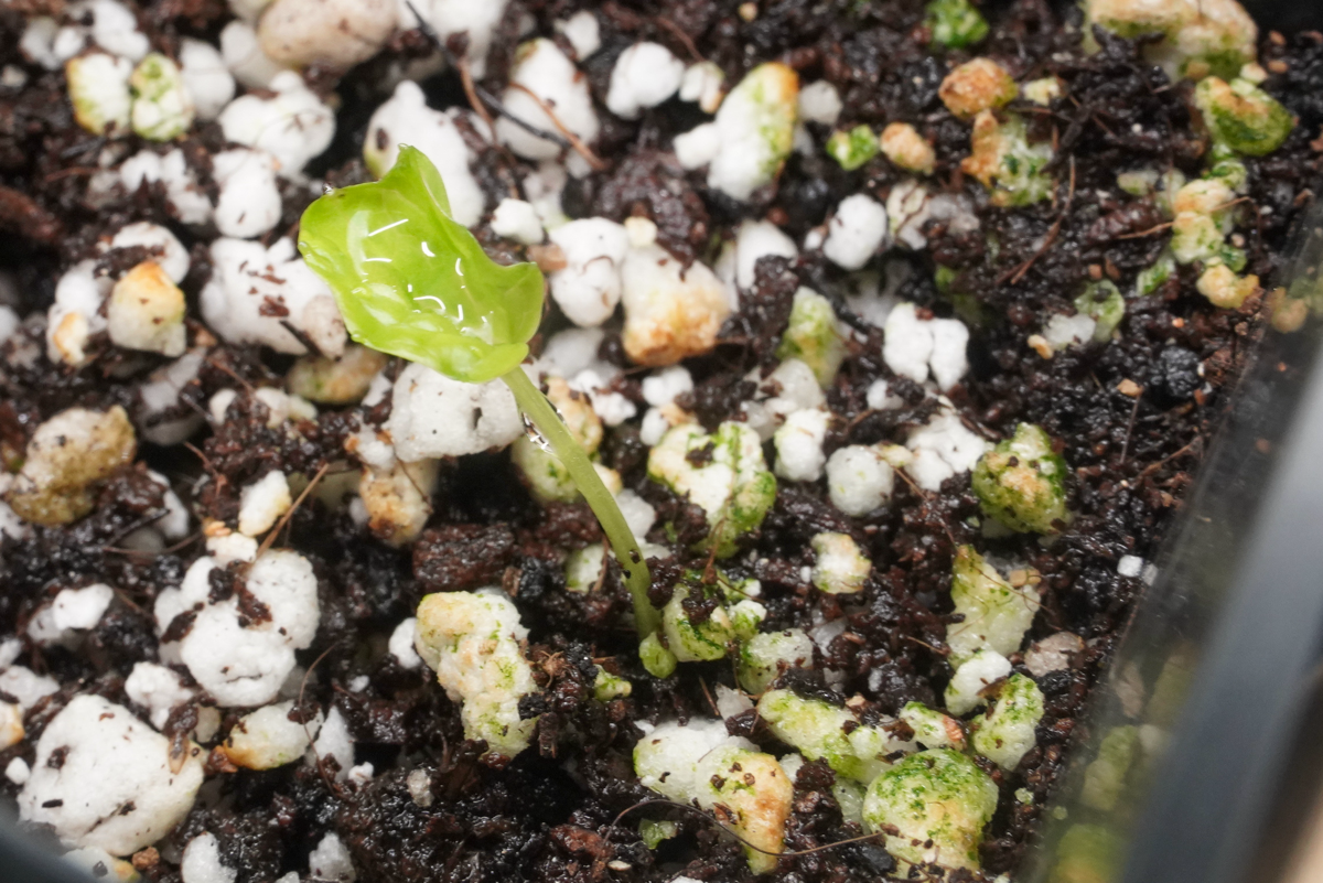 Ещё два взошли! | Сетка — социальная сеть от hh.ru