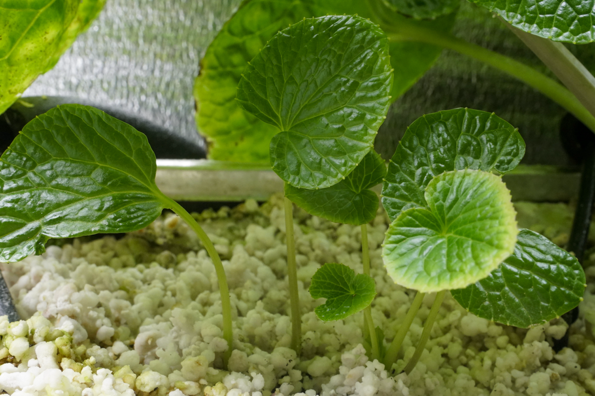 Ещё два взошли! | Сетка — социальная сеть от hh.ru