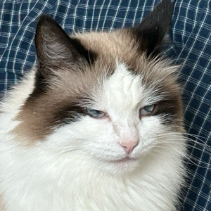 Олег Павлов