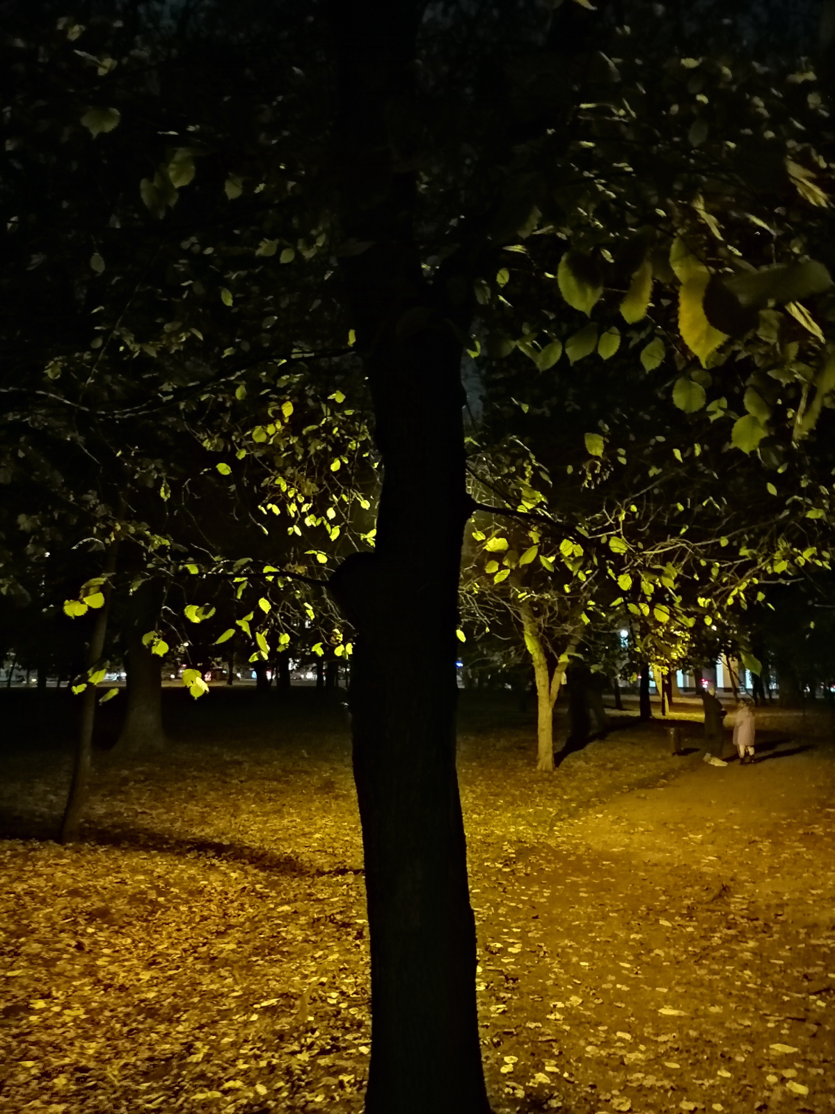 Краснодарская осень | Сетка — социальная сеть от hh.ru