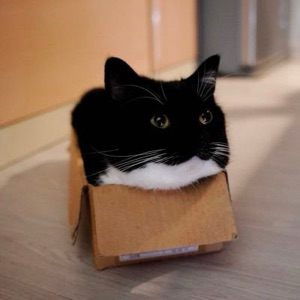 Никита Сакавец | Сетка — социальная сеть от hh.ru