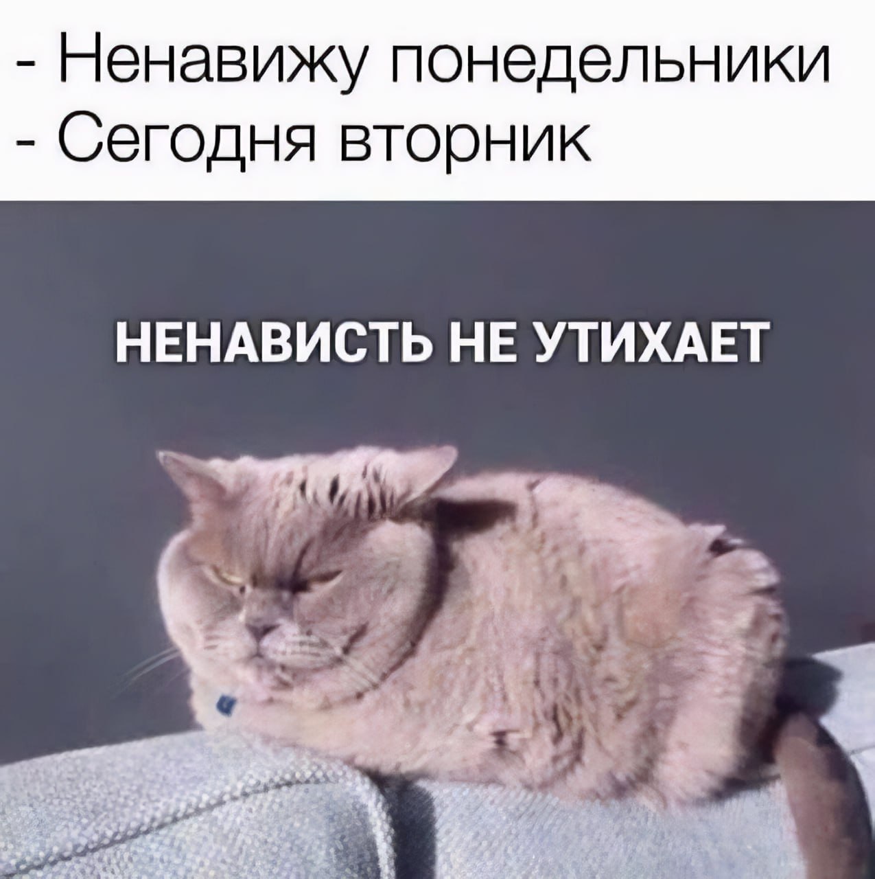 ➡️ отправь в телеге мем коллеге | Сетка — социальная сеть от hh.ru