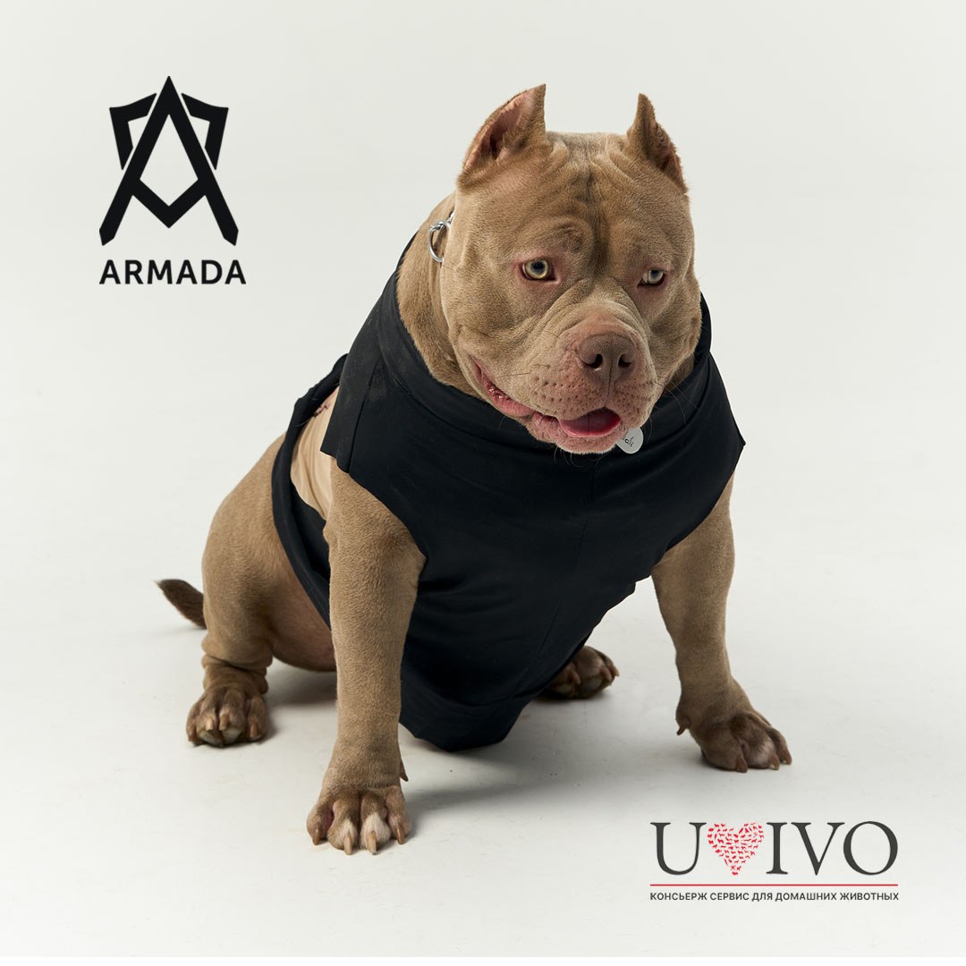 ARMADA × UVIVO
Премиальная защита для вас и ваших питомцев
Мы рады представить уникальную и единственную в России партнерскую программу, которая объединяет два высокопрофессиональных направления: конс... | Сетка — социальная сеть от hh.ru