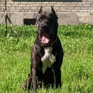 Илья Сысцов