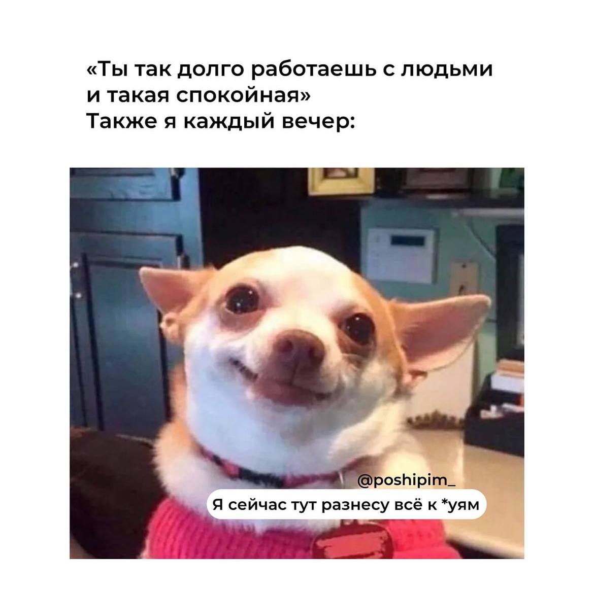 ➡️ отправь в телеге мем коллеге | Сетка — социальная сеть от hh.ru