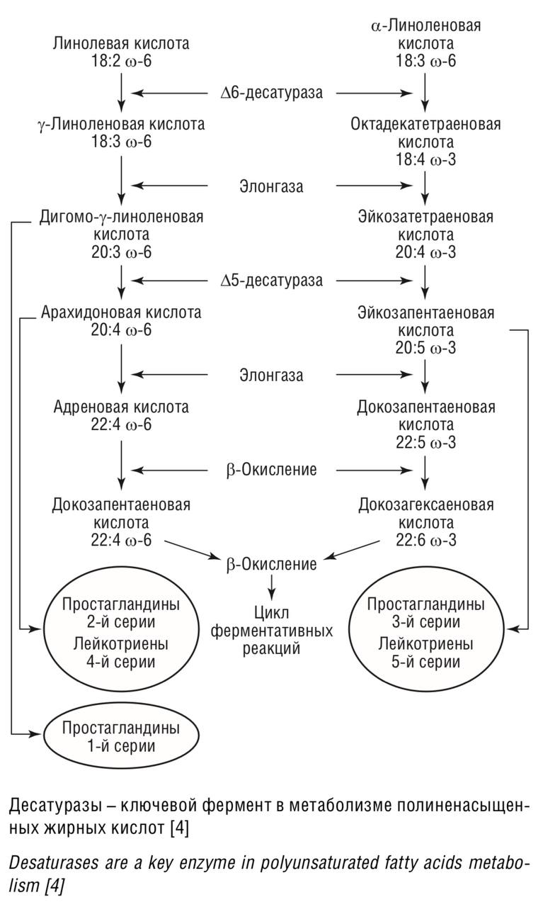ОТЛИЧИЯ FADS1 (Δ5-десатураза) И FADS2 (Δ6-десатураза)
В ДНК-тесте генетической лаборатории АЛЛЕЛЬ мы можем увидеть ген FADS2.
В ДНК-тесте генетической лаборатории MyGenetics мы можем увидеть ген FADS1 | Сетка — социальная сеть от hh.ru