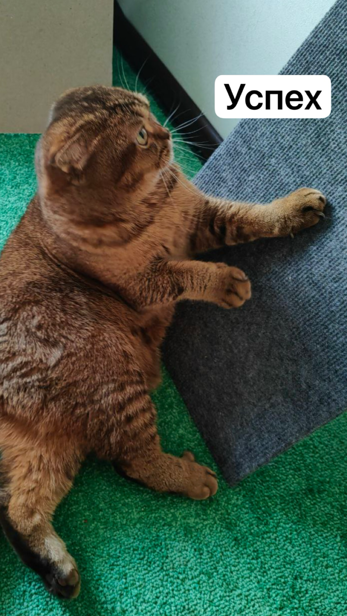 😺 В моей кошке Крале ты 100% узнаешь себя — посмотри эту миниатюру! | Сетка — социальная сеть от hh.ru