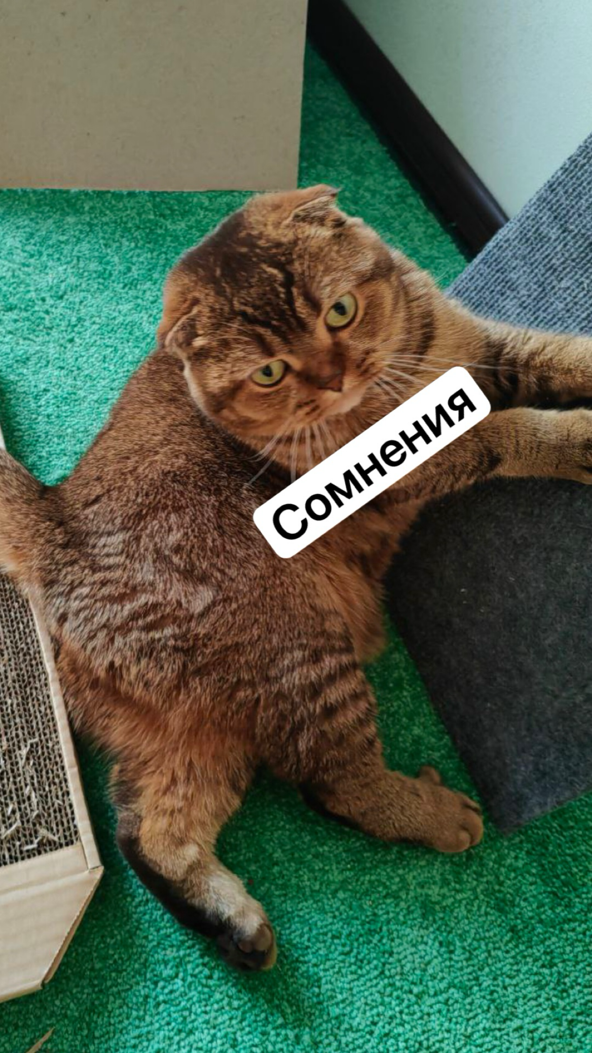 😺 В моей кошке Крале ты 100% узнаешь себя — посмотри эту миниатюру! | Сетка — социальная сеть от hh.ru