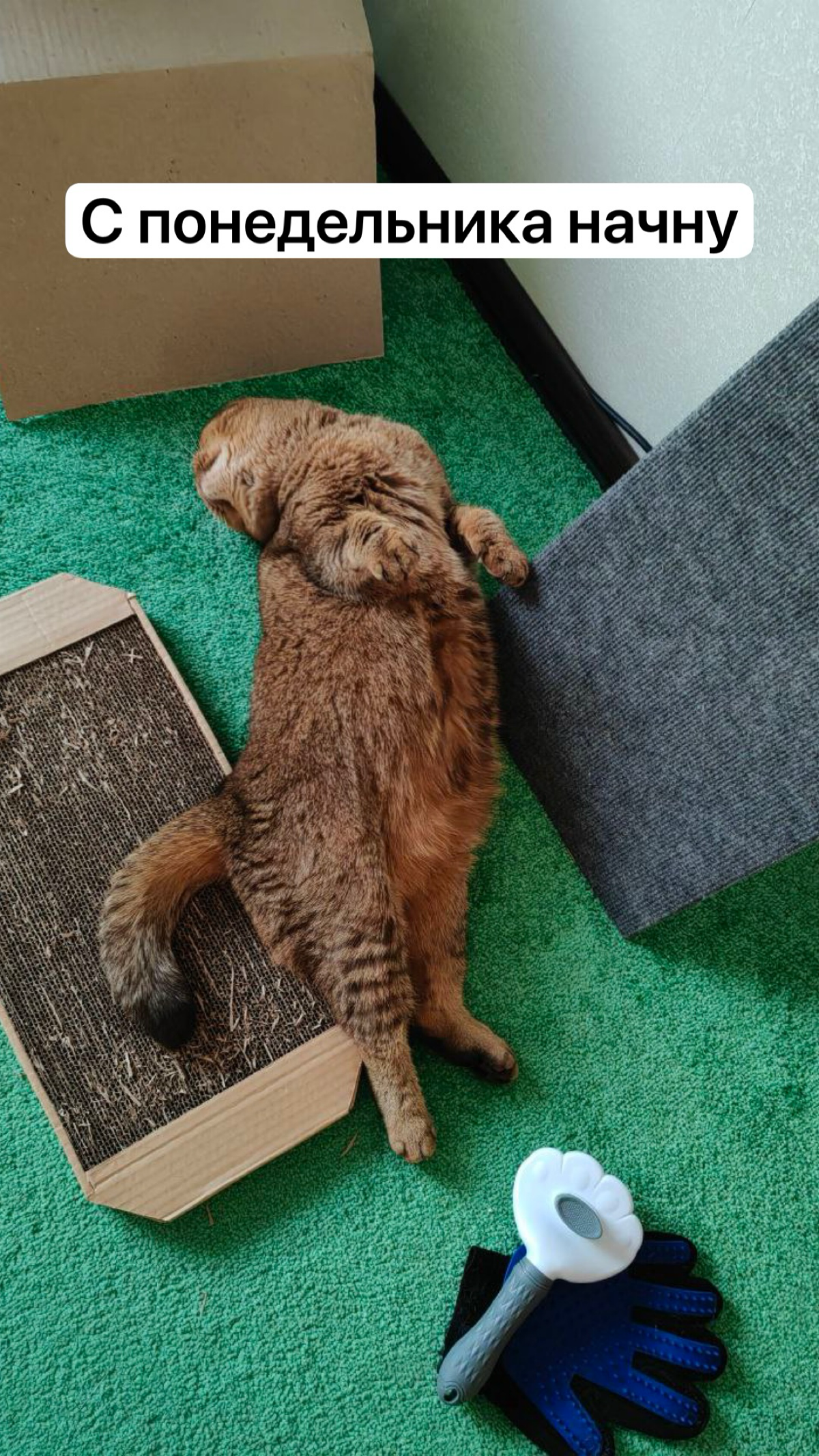 😺 В моей кошке Крале ты 100% узнаешь себя — посмотри эту миниатюру! | Сетка — социальная сеть от hh.ru