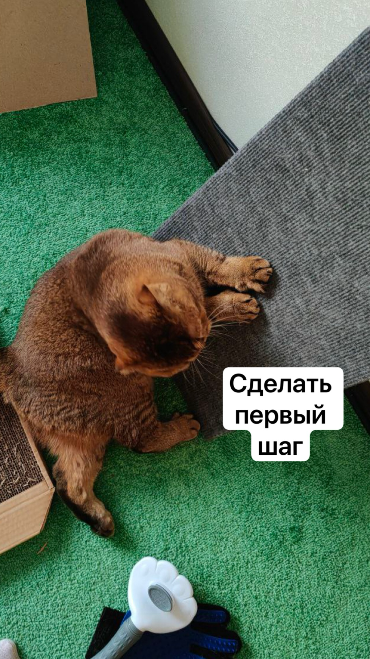😺 В моей кошке Крале ты 100% узнаешь себя — посмотри эту миниатюру! | Сетка — социальная сеть от hh.ru
