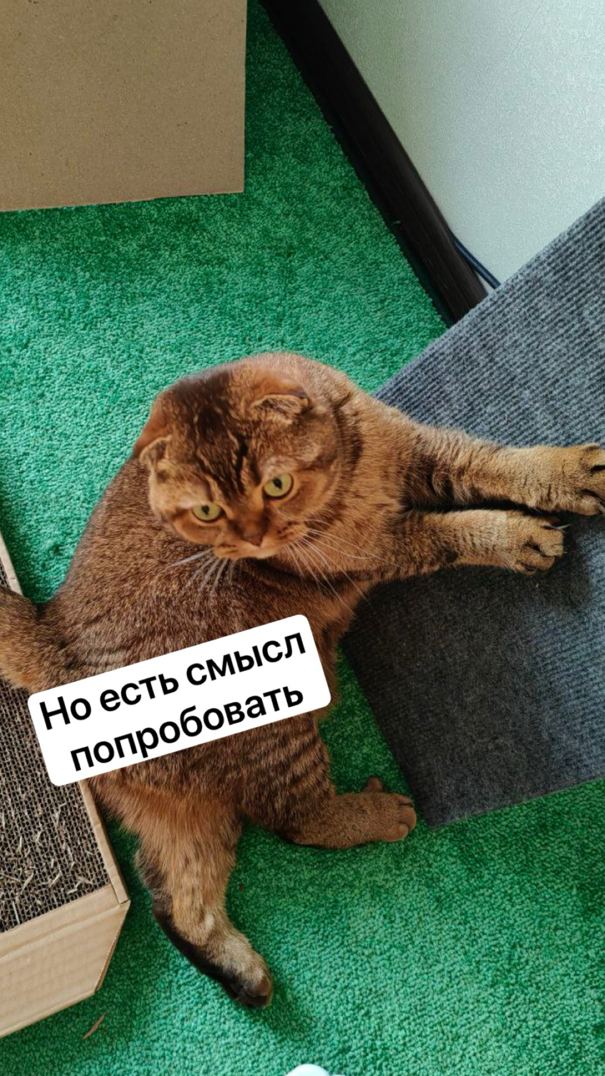 😺 В моей кошке Крале ты 100% узнаешь себя — посмотри эту миниатюру! | Сетка — социальная сеть от hh.ru