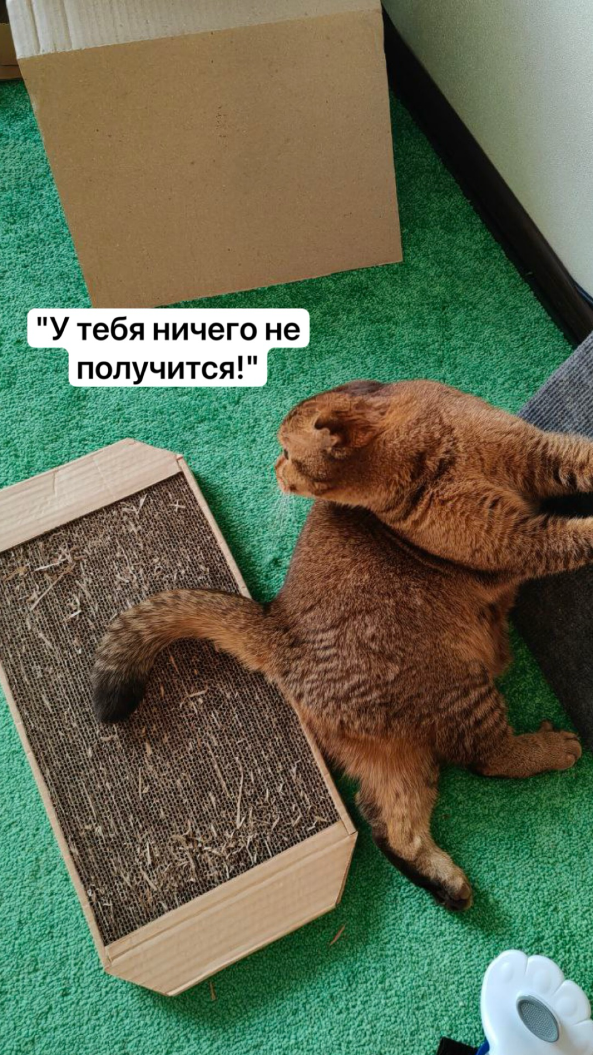 😺 В моей кошке Крале ты 100% узнаешь себя — посмотри эту миниатюру! | Сетка — социальная сеть от hh.ru