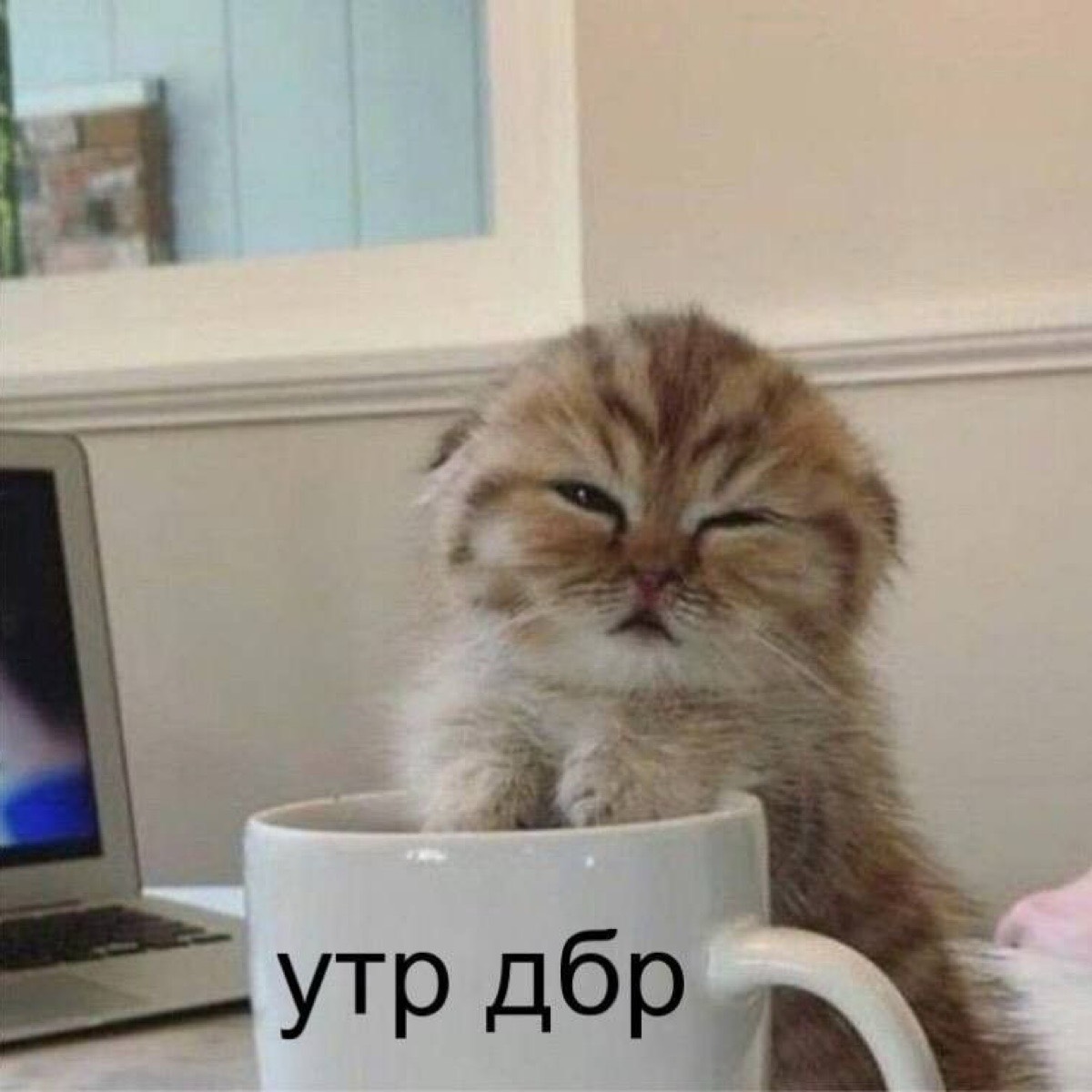 Полина Чулкова
