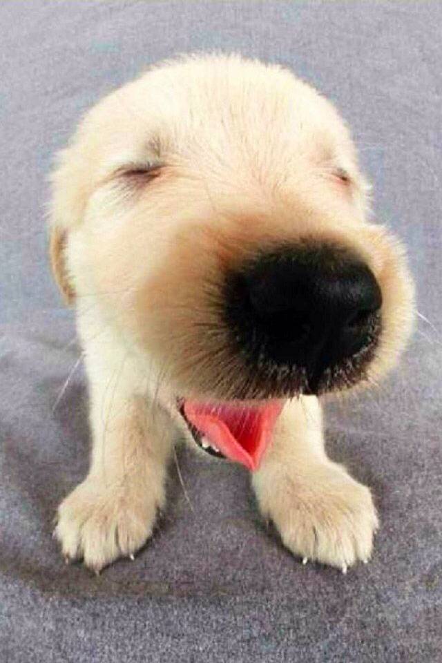 Елена Евстигнеева