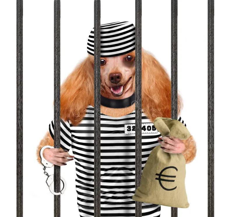 Скоро появится рубрика «плохая собака»
Кто не в курсе у меня 2 песа: Корги - Бен
Дворьтерьер - Лика
Первый, очень спокойный хороший мальчик | Сетка — социальная сеть от hh.ru