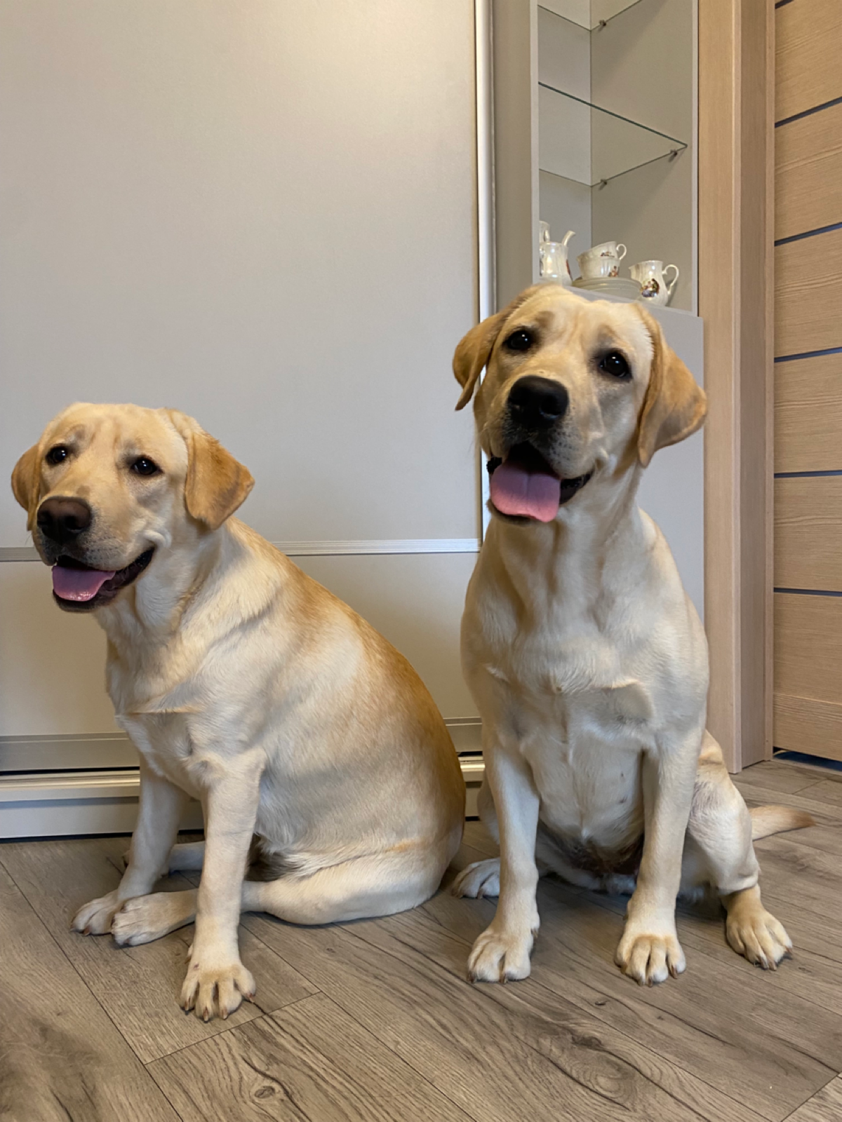 My dogs. Mis perros. Mes chiennes. 🐕
Выставляю фотографии своих красоток и слова на тему собак | Сетка — социальная сеть от hh.ru