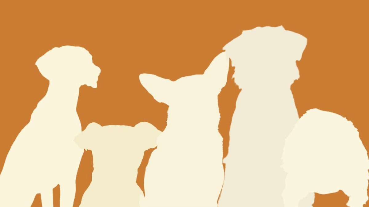 #раскадровка #мудборд #графическийдизайн
Раскадровка для передачи.  
Концепт:
Передача "Хочу домой" посвящена бездомным собакам которые ищут свой дом и своего хозяина | Сетка — социальная сеть от hh.ru