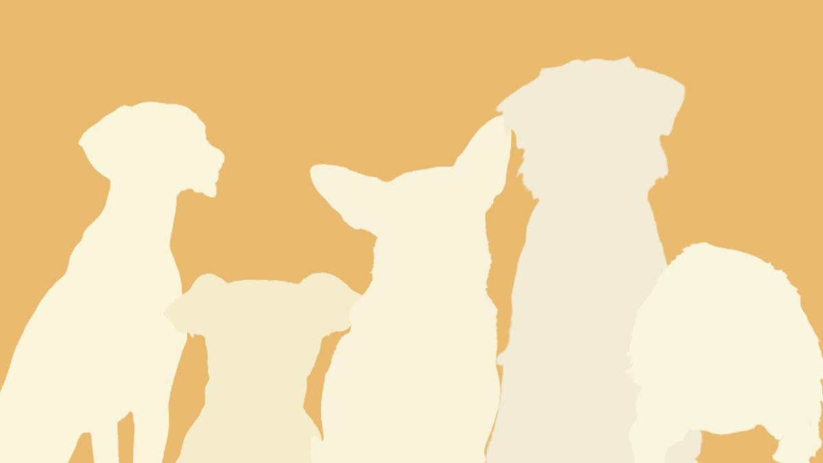 #раскадровка #мудборд #графическийдизайн
Раскадровка для передачи.  
Концепт:
Передача "Хочу домой" посвящена бездомным собакам которые ищут свой дом и своего хозяина | Сетка — социальная сеть от hh.ru