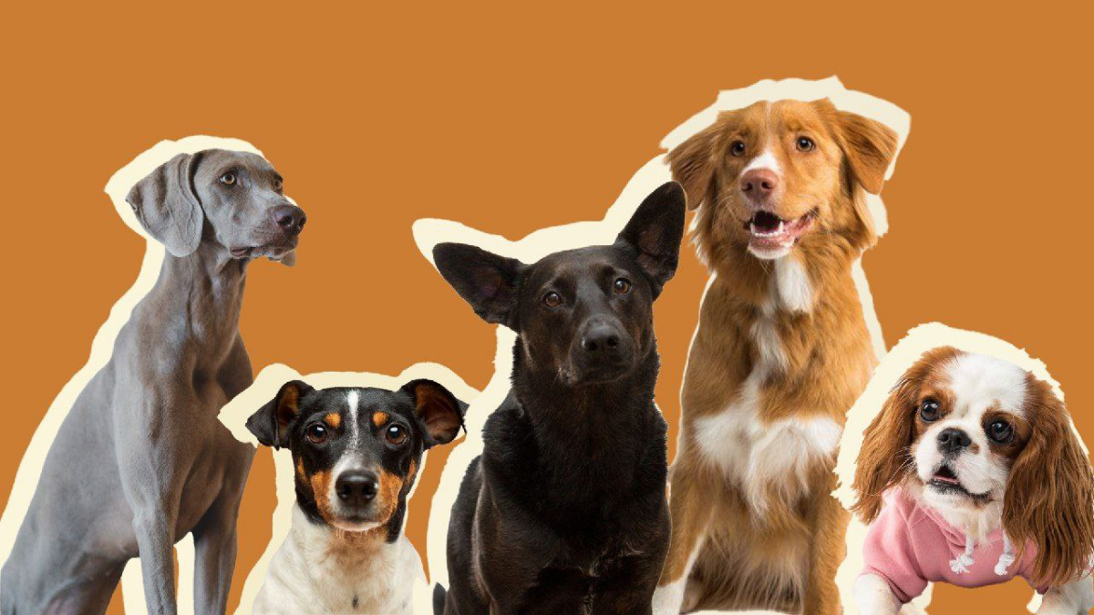 #раскадровка #мудборд #графическийдизайн
Раскадровка для передачи.  
Концепт:
Передача "Хочу домой" посвящена бездомным собакам которые ищут свой дом и своего хозяина | Сетка — социальная сеть от hh.ru