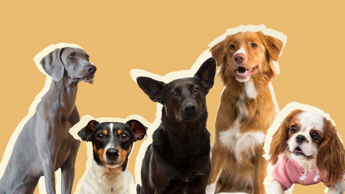 #раскадровка #мудборд #графическийдизайн
Раскадровка для передачи.  
Концепт:
Передача "Хочу домой" посвящена бездомным собакам которые ищут свой дом и своего хозяина | Сетка — социальная сеть от hh.ru