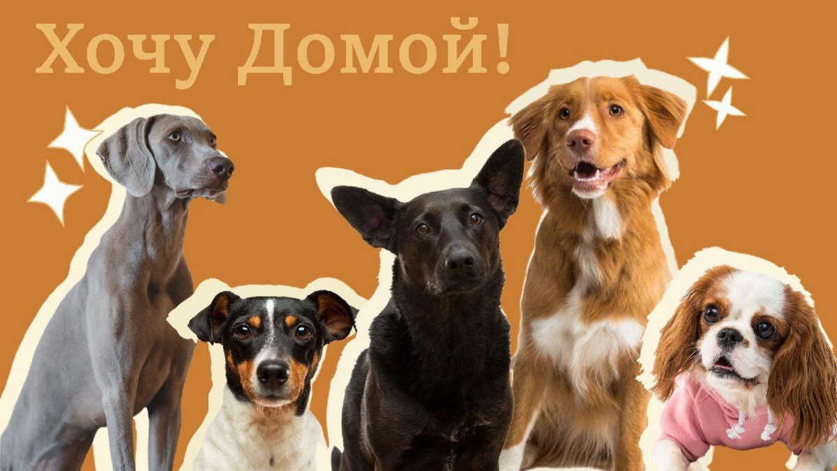 #раскадровка #мудборд #графическийдизайн
Раскадровка для передачи.  
Концепт:
Передача "Хочу домой" посвящена бездомным собакам которые ищут свой дом и своего хозяина | Сетка — социальная сеть от hh.ru