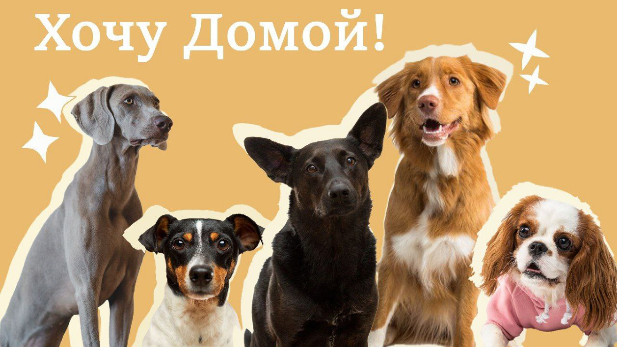 #раскадровка #мудборд #графическийдизайн
Раскадровка для передачи.  
Концепт:
Передача "Хочу домой" посвящена бездомным собакам которые ищут свой дом и своего хозяина | Сетка — социальная сеть от hh.ru