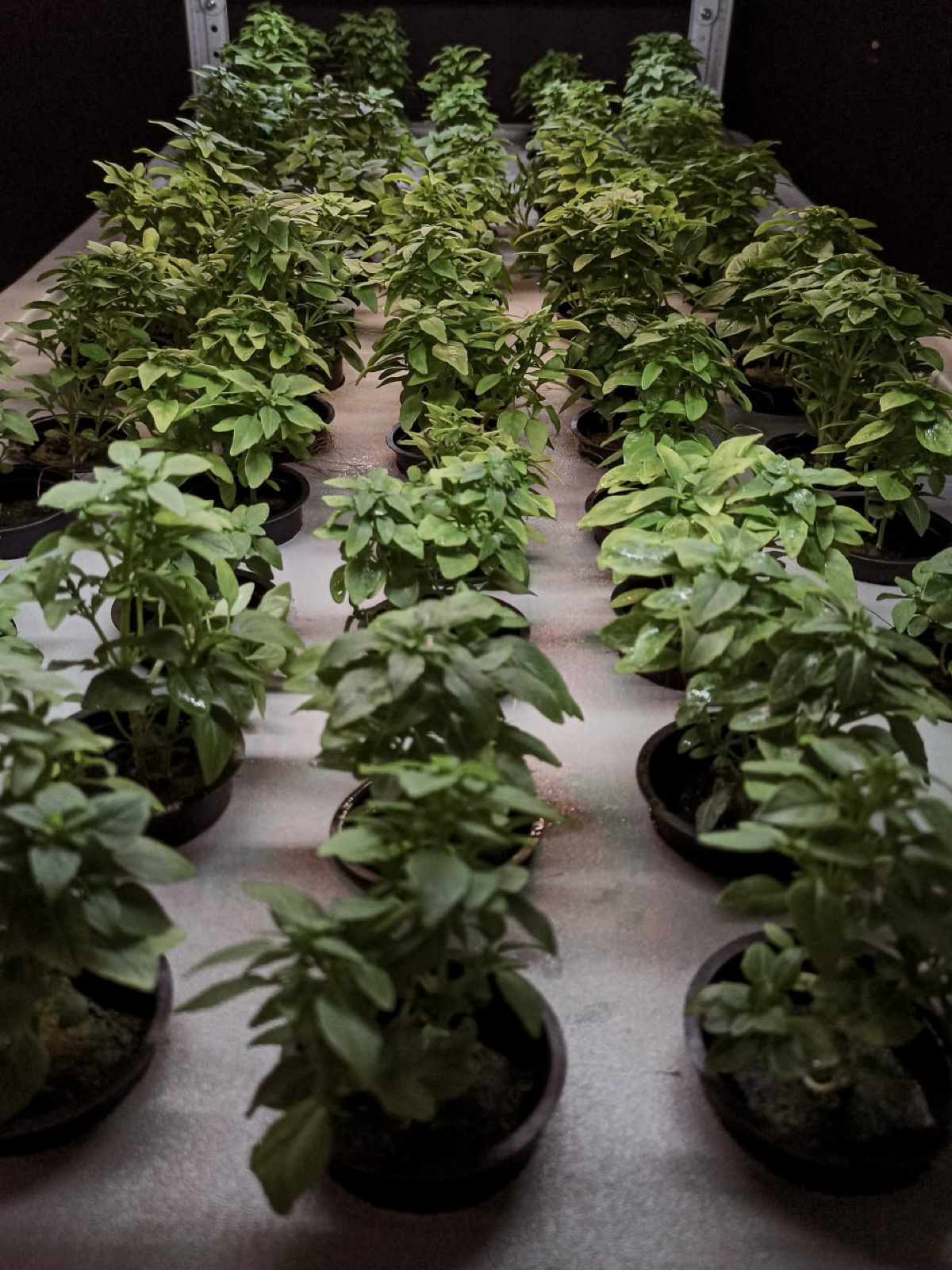 Стеллажи для ваших сити - ферм «под ключ» можете заказать у нас.
Частные фермы, домашний огород, школы, университеты, коммерческие предприятия | Сетка — социальная сеть от hh.ru