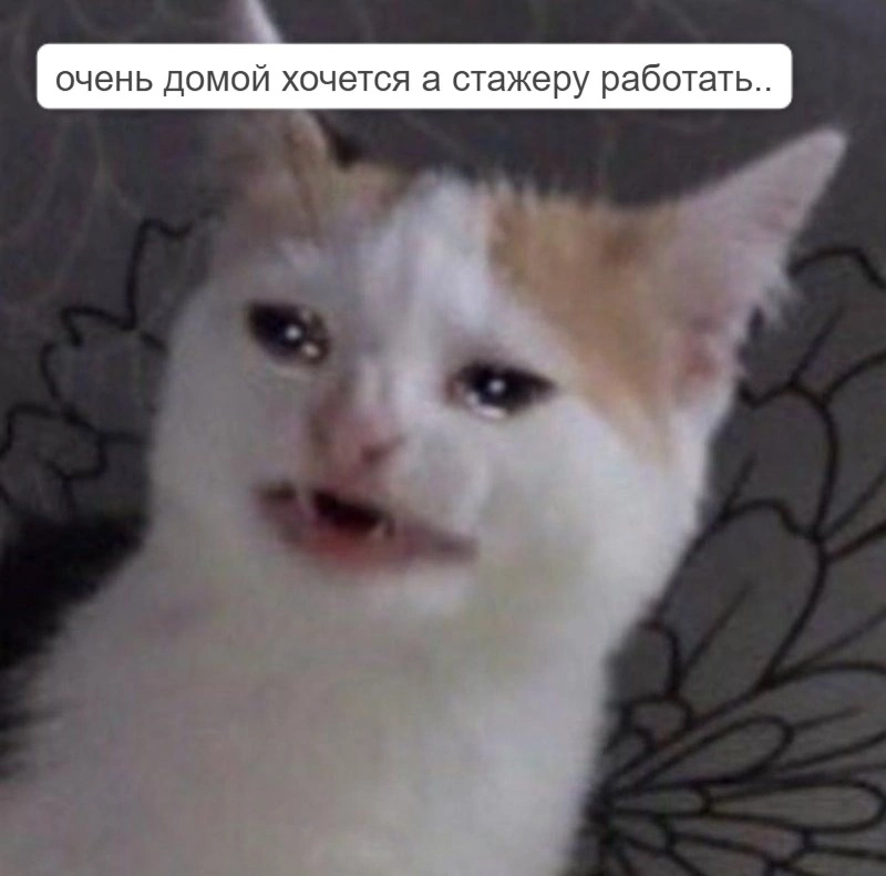 То чувство, когда HR после 18.00 очень хочет домой, но надо деликатно узнать обратную связь по стажерам у руководителя😸 | Сетка — социальная сеть от hh.ru