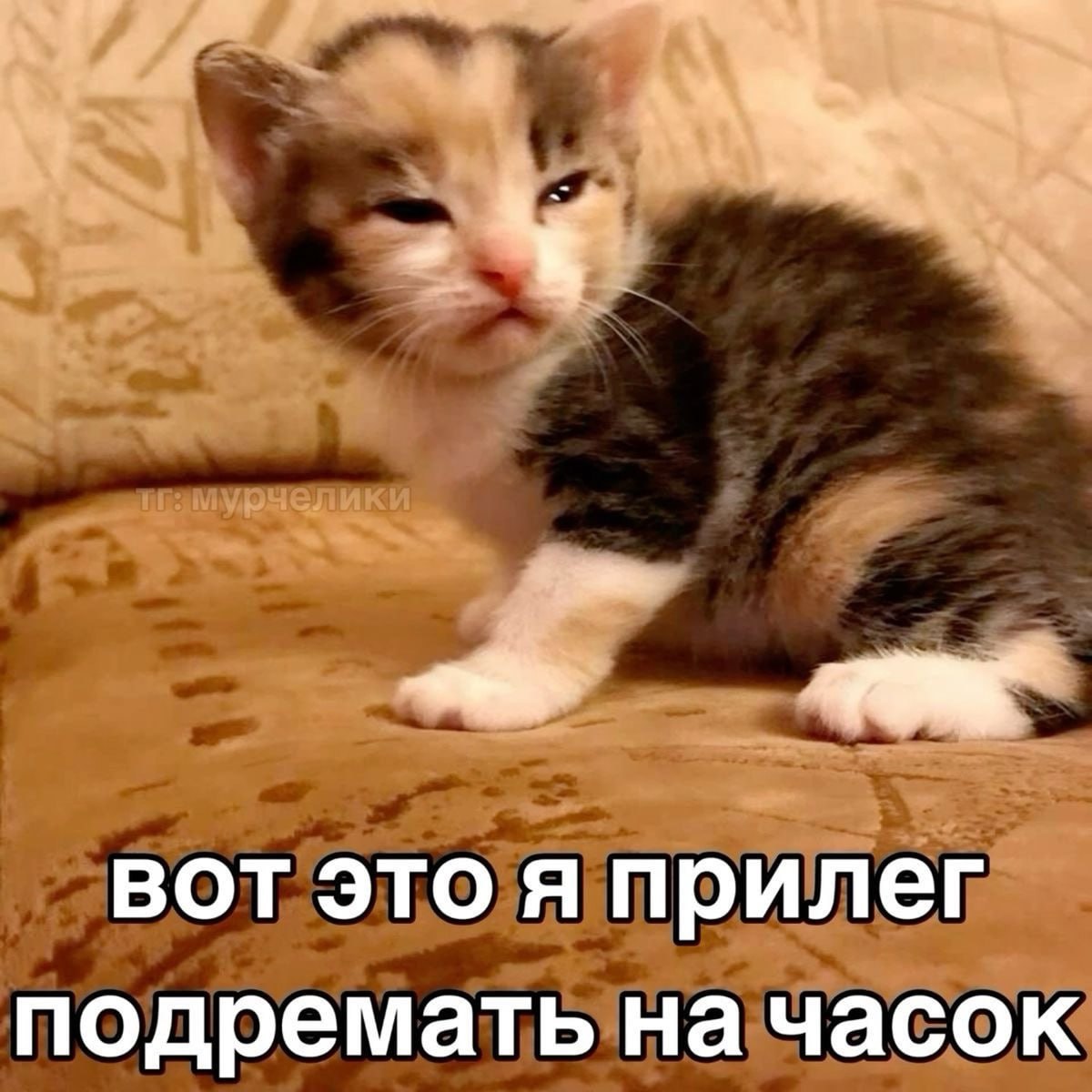 Удалёнщики такие типа: | Сетка — социальная сеть от hh.ru