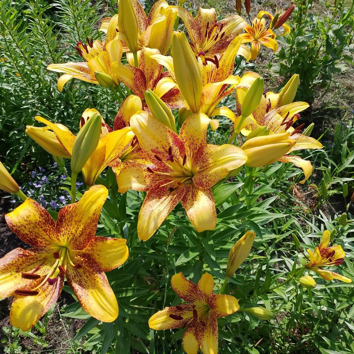 Вера Назарова