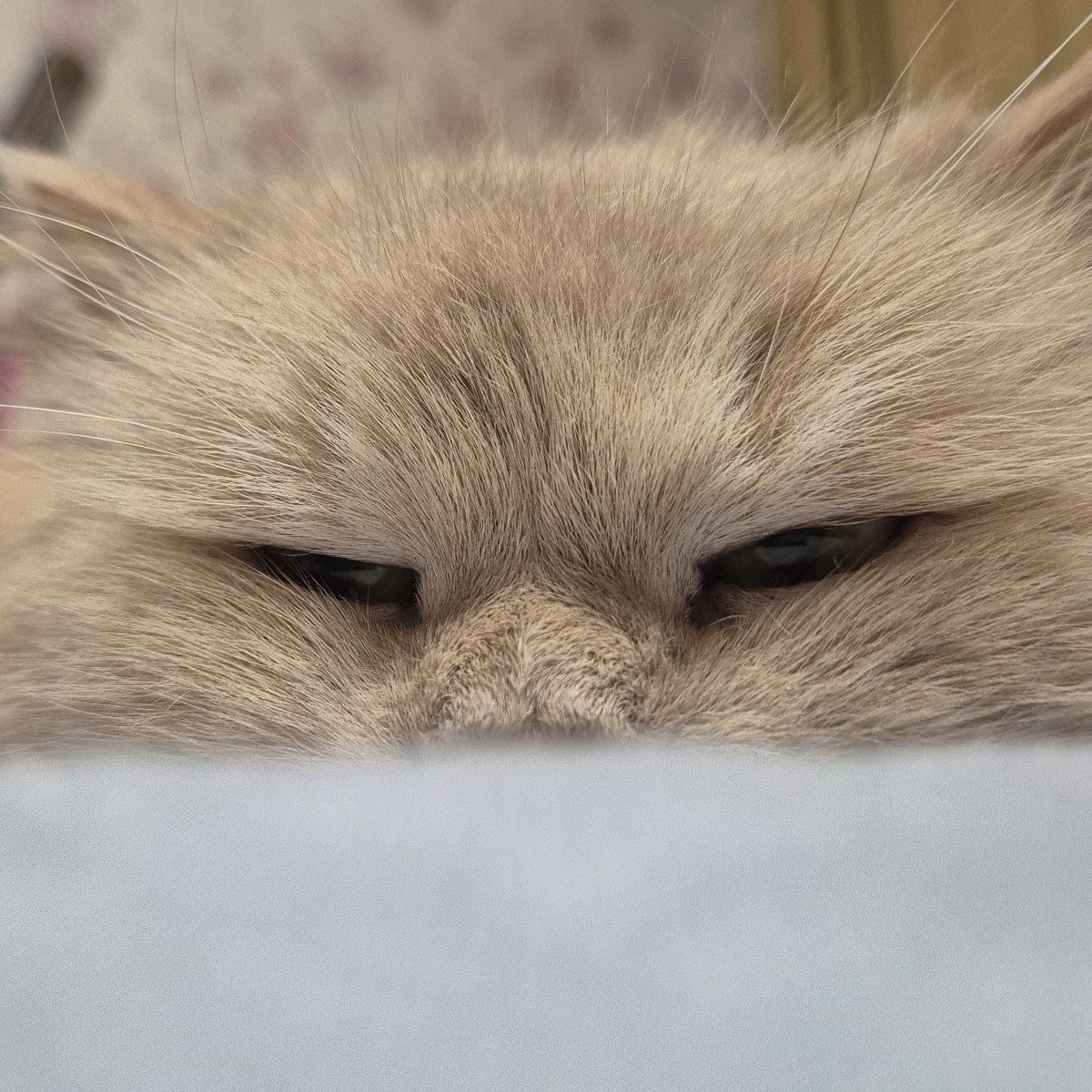 Нетоксик токсик