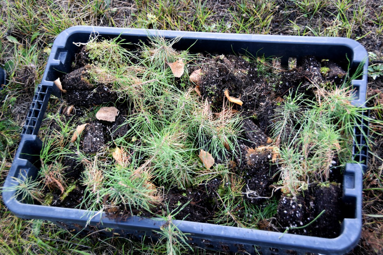 🌲 Более 500 саженцев сосны высадили воронежские студенты рядом с заводом HAVAL в Тульской области
Это уже третий раз, когда обучающиеся ВГЛТУ имени Г.Ф | Сетка — социальная сеть от hh.ru