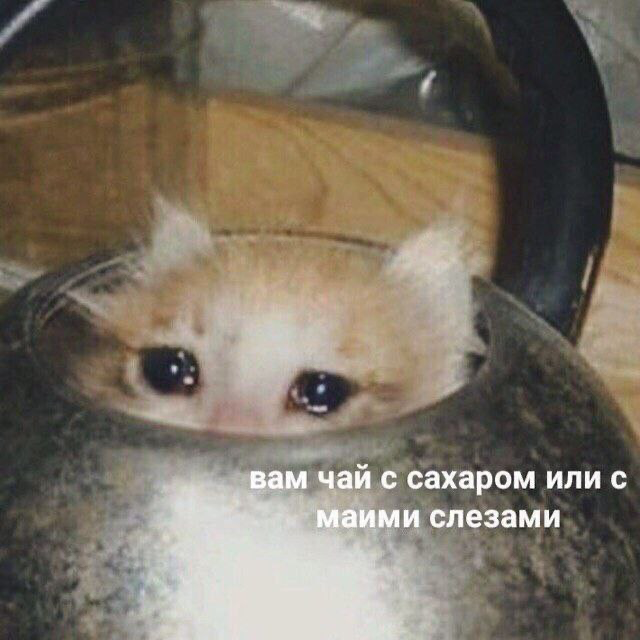 Джун, который учился по книгам, а не курсам, и никому не нужен со своей самоорганизацией (да-да, я)
#джуны #джун #книги #котики #мемы #junior #trainee | Сетка — социальная сеть от hh.ru