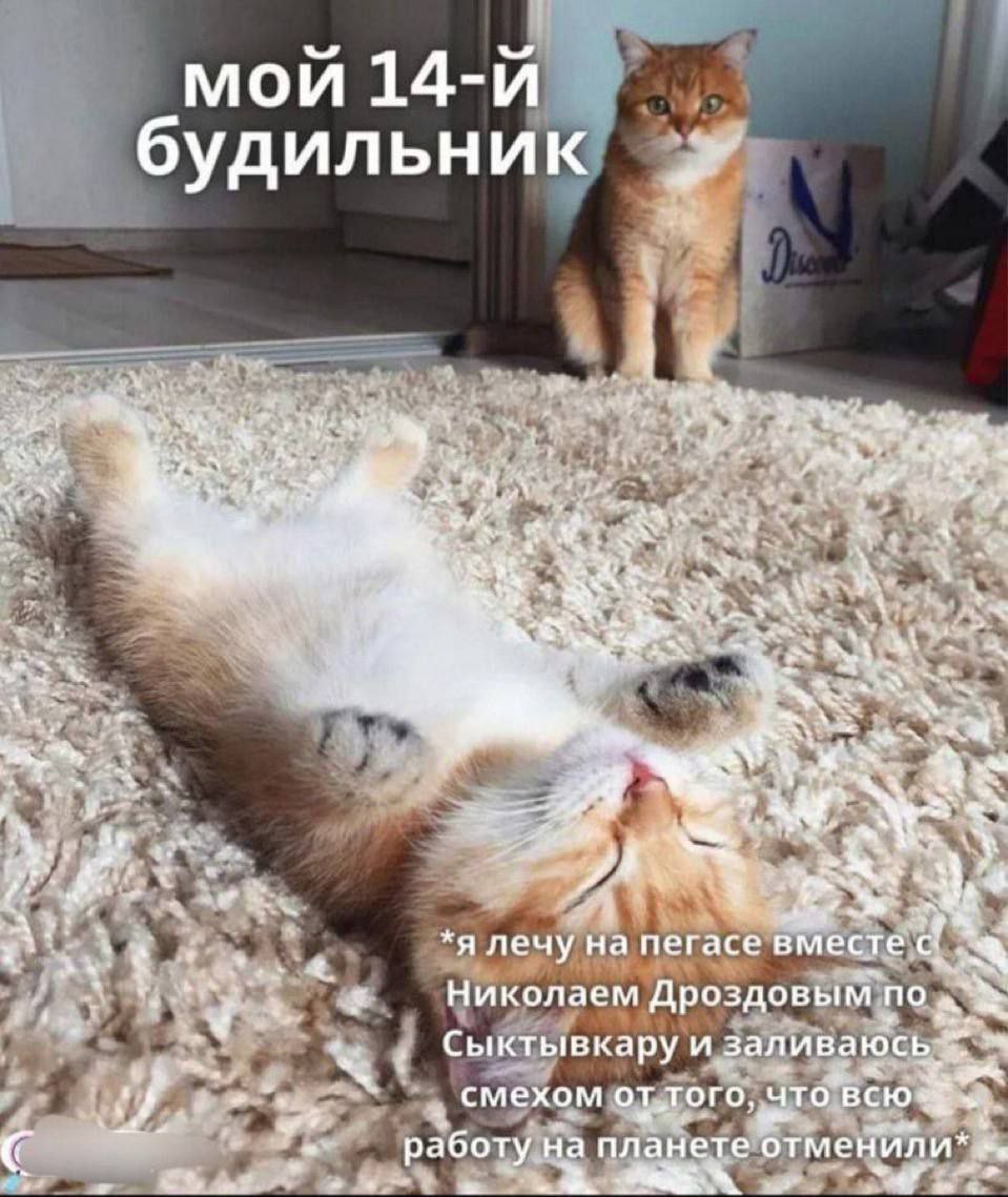 🎁 забрать подарок в телеге | Сетка — социальная сеть от hh.ru