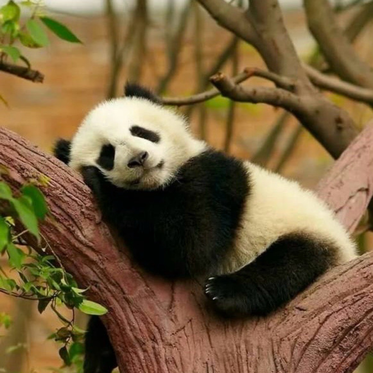 Panda Hi