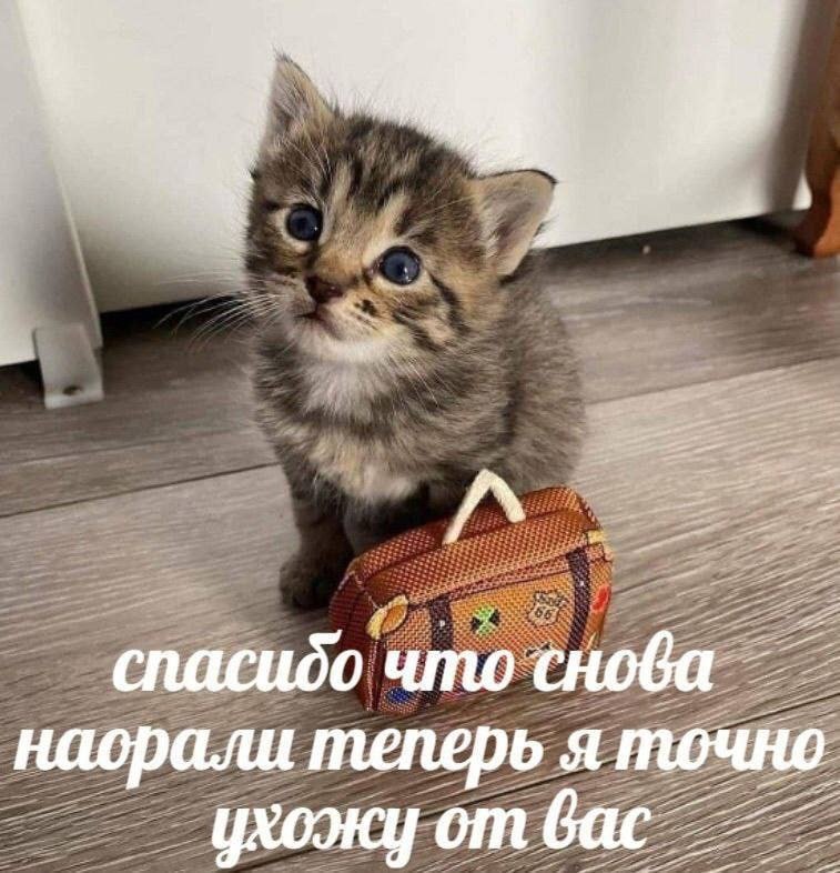 когда на работе в 13 утра спросили про прогресс по задаче
🎁 забрать подарок в телеге | Сетка — социальная сеть от hh.ru