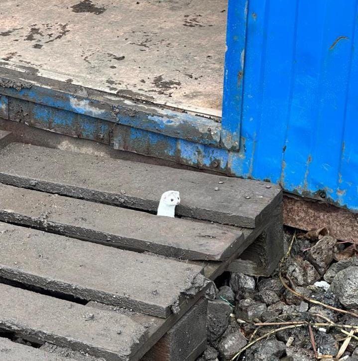 🐾♻️ В мире животных
Новокузнецкую стройку проинспектирвала ласка - самый маленький хищник из семейства куньих | Сетка — социальная сеть от hh.ru