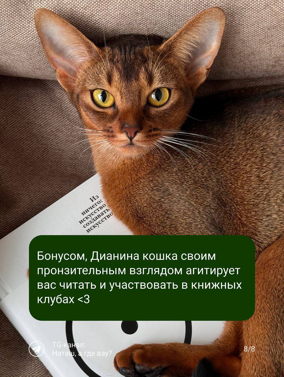 Сегодня читаем Диану Лопатникову — маркетолога, подкастера и соосновательницы Книжных бранчей и автора tg-канала Диана, коты и маркетинг | Сетка — социальная сеть от hh.ru
