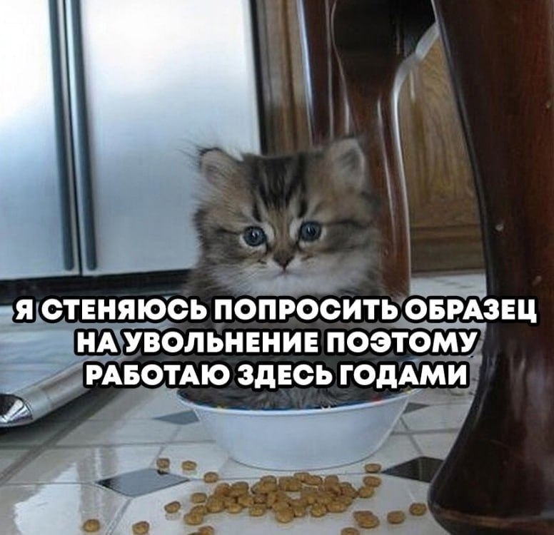 🎁 забрать подарок в телеге | Сетка — социальная сеть от hh.ru
