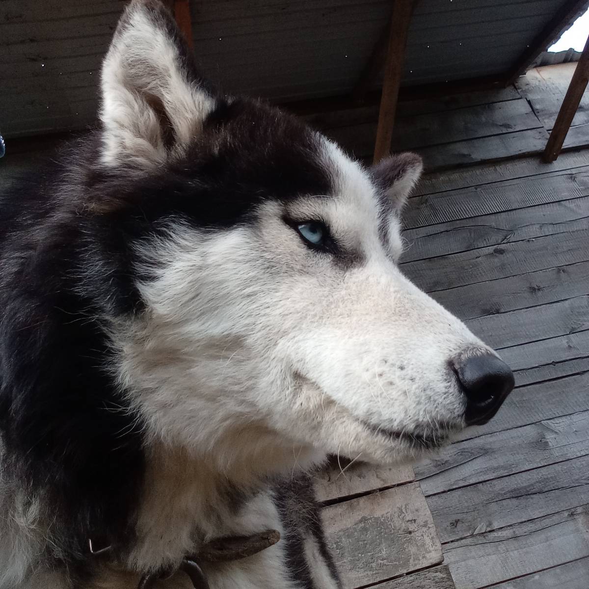 Daschka Kakaschka