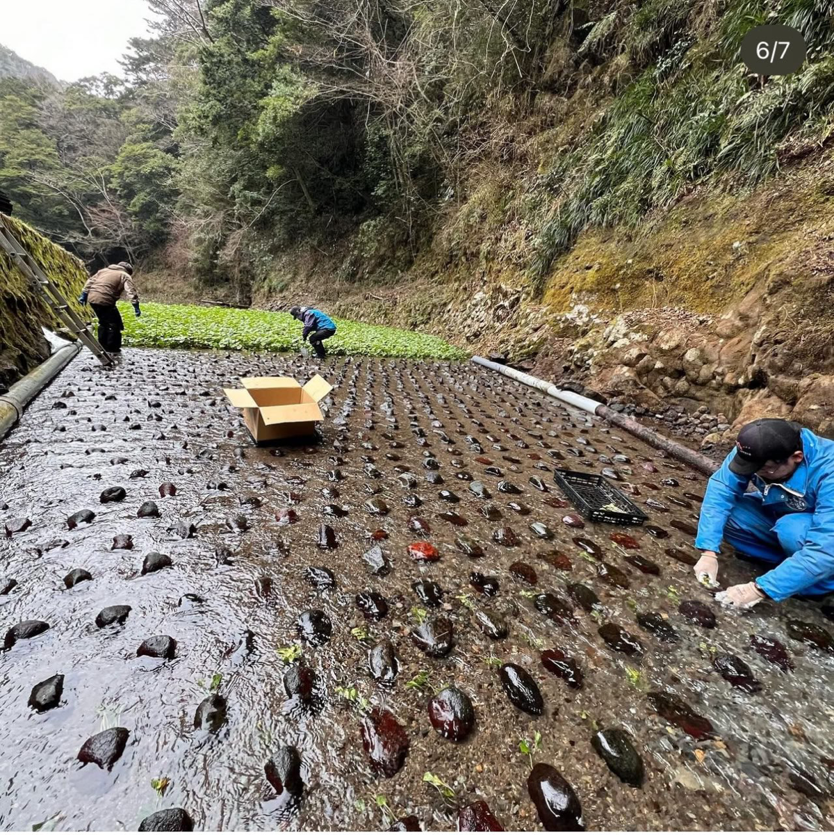 Устройство поля для выращивания васаби | Сетка — социальная сеть от hh.ru