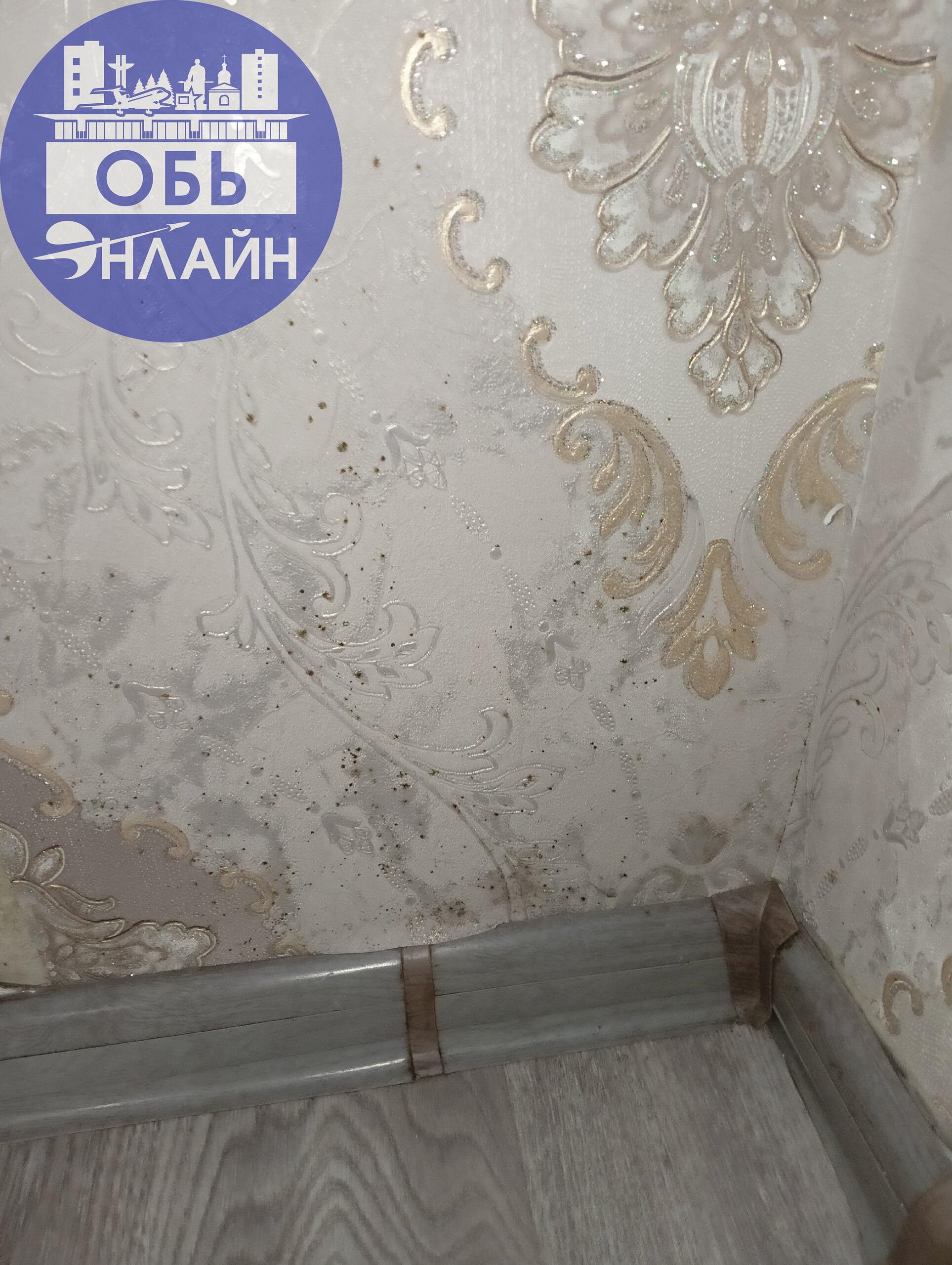 ↗ Уважаемая администрация, объясните пожалуйста с чего вдруг вы дали приказ сбавить отопление? Сегодня звонила объясняла что трубы кое как тёплые, в квартире дубак, пол холодный, влажность ужасная, ок... | Сетка — социальная сеть от hh.ru