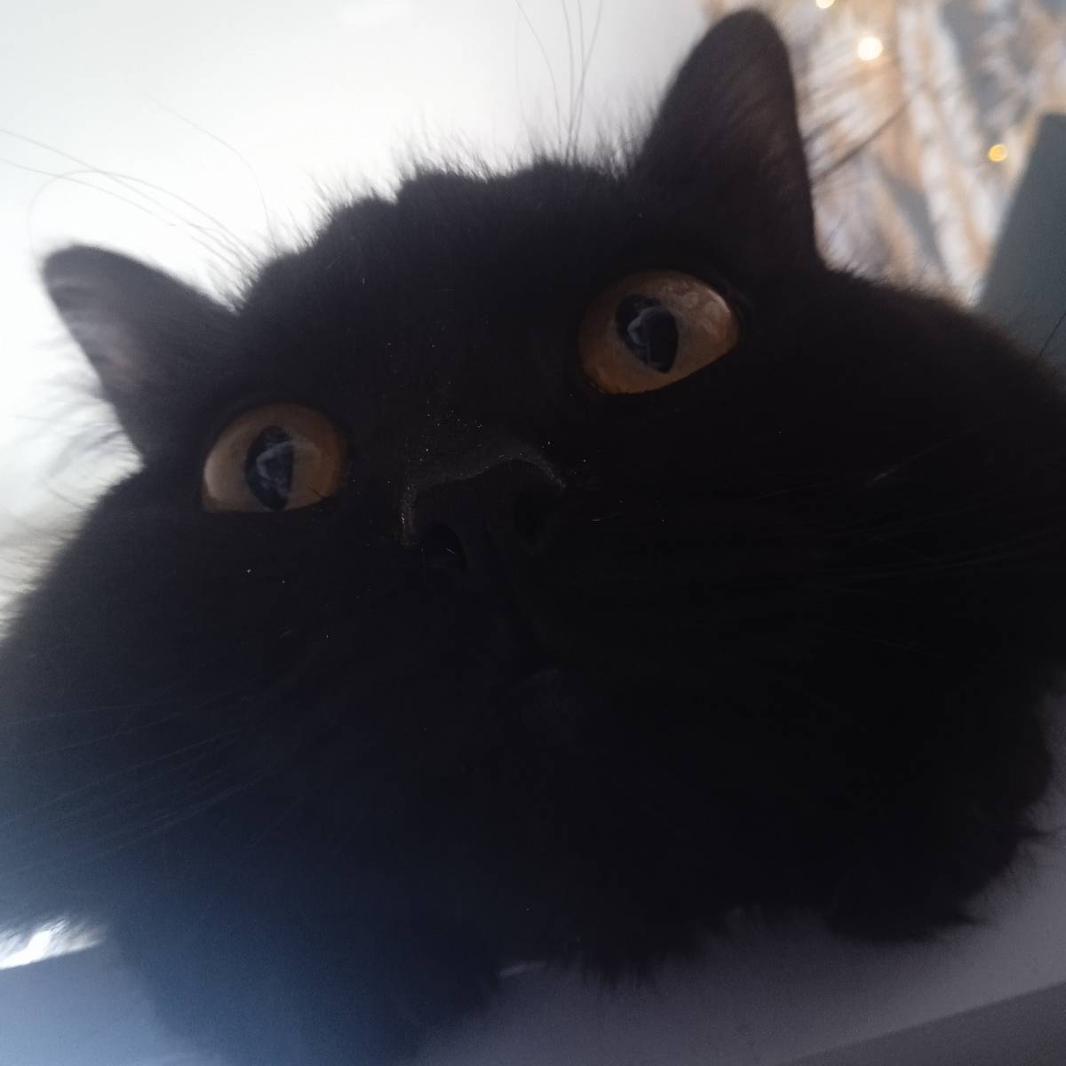 Надежда Ширинкина